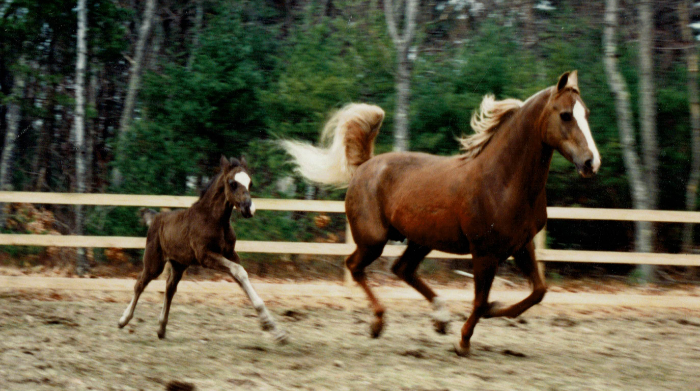 Beam’s Nighthawk first foal "Bicentennial Belle" with Mom